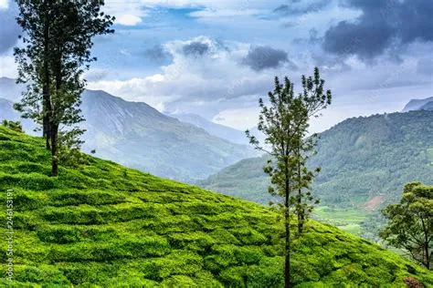 De Jahar Tea Estate: Een Groene Oase met Verfrissende Thee en Panoramische Zichten!